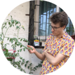 A white person stands to the left of the frame wearing grey glasses, a yellow, short-sleeved shirt with a floral design, and grey shorts, touching and looking down at the leaf of a tall tomato plant growing in an ochre coloured pot. Three grey repurposed plumbing tubes protrude out of the potting soil and surround the tomato plant. Red rope is tied to each tube, supporting the tomato branches. The tomato plant has small yellow buds. In the background is a white, dirty wall made of concrete and a window encased in black steel bars.
